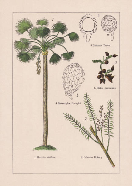 illustrazioni stock, clip art, cartoni animati e icone di tendenza di monocotiledoni, palme, cromotiografo, pubblicato nel 1895 - calamo aromatico