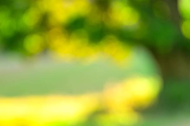 istock Blurred summer spring background with a tree in the rays of sunlight in the. A natural green background with foliage is defocused. 1268751997