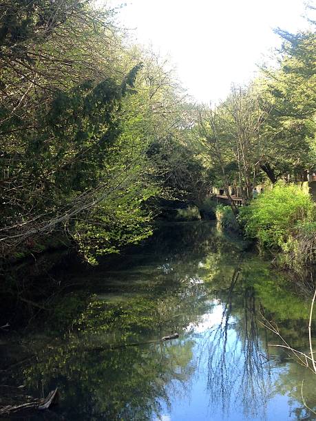 A Stream in Jesmond Dene A bright spring day in this magical place in Newcastle jesmond stock pictures, royalty-free photos & images