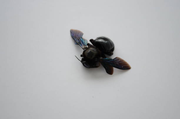 istock Xylocopa violacea, the violet carpenter bee. It is not particularly aggressive, and will attack only if forced to. India arthropoda Hymenoptera Apidae. 1268763563