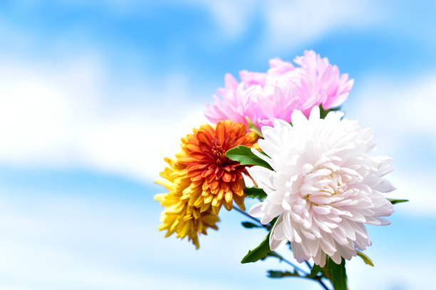 yellow and white aster flowers against a blue sky - cosmos flower cut flowers daisy family blue imagens e fotografias de stock