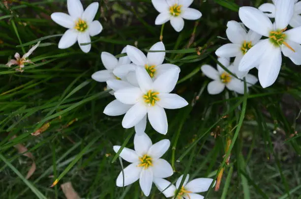 Photo of Zephyranthes candida, with common names that includes autumn Zephyr lily, white wildflower and Peruvian swamp lily, is a species of rain lily. Amaryllidaceae. White fairy lily