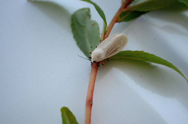 Mythimna pallens, the common wainscot, is a moth of the family Noctuidae. This species has buffish-yellow forewings with prominent venation. The hindwings are pure white,grey at center,the veins dark. mythimna pallens, el wainscot común, es una polilla de la familia noctuidae. esta especie tiene alas delanteras de color amarillo amarillento con venación prominente. las alas traseras son de color blanco puro, gris en el centro, las venas oscuras.