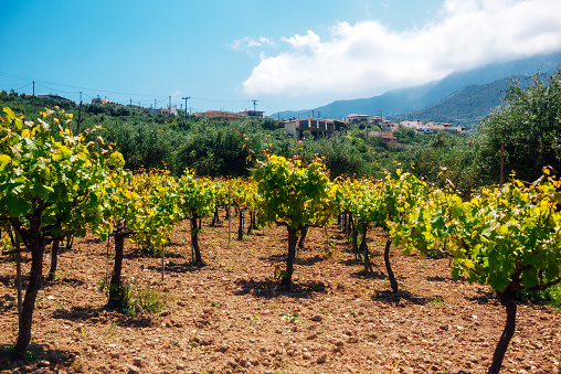 Landscape with vineyards - Crete, Greece