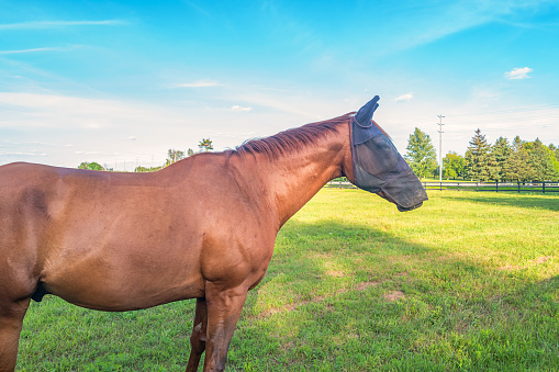 Stock photograph of a Horse with fly mask standing on a ranch