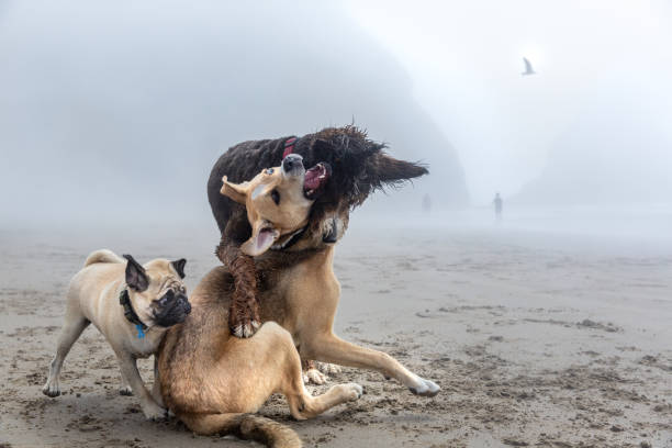 Three dogs play fighting on a beach in Oregon