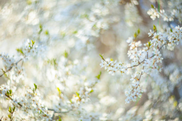 istock Cherry blossom flowers in a spring garden 1268778642