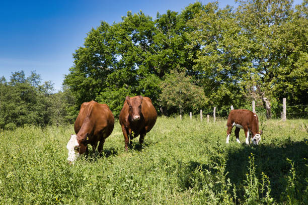 istock pregnant cows and a calf 1268779866