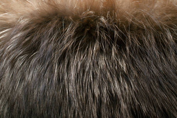 istock Brown fur as background. Closeup 1268787975