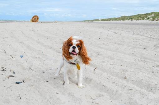 cavalier king charles spaniel looking towards the camera on the beach in Denmark.