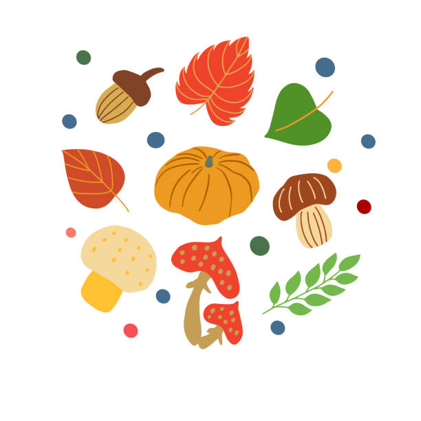 ilustrações de stock, clip art, desenhos animados e ícones de set of autumn colorful leaves, mushrooms, acorns. vector graphics on a white background for the design of cards, prints on pillows, packages, covers, wrapping paper - pumpkin textured peel backgrounds