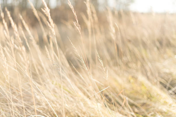 istock fantasy blurred background. sun glare on the grass 1268793547