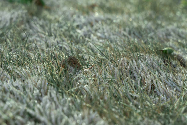 istock grass covered with snow. shallow depth of field. winter background 1268793648