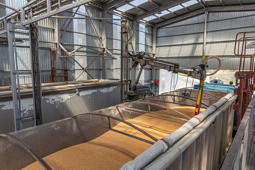 Grain sampling process. View of a station for automatic sampling of grain from a road transport vehicle body.
