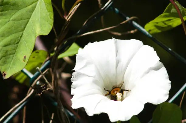 A bumblebee in a white flower is looking for nectar