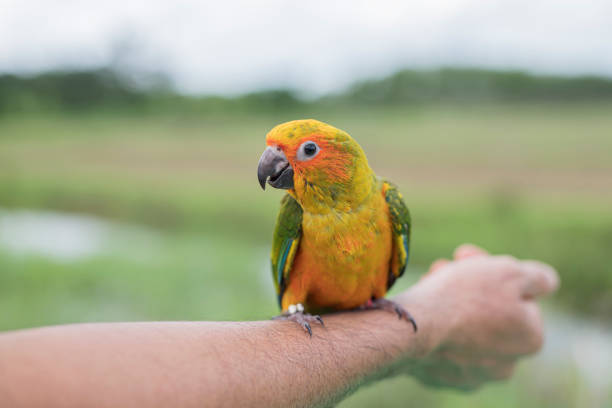 istock Baby Conure parrot perched on his arm 1268801838