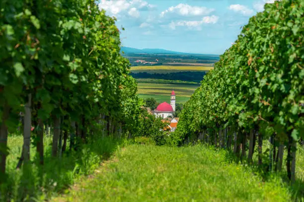 a church in the Famous hungarian gastro village in Palkonya Hungary view from the vineyards .