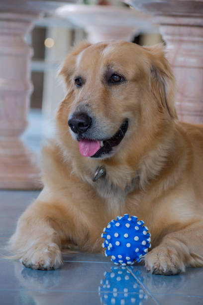 istock Golden retriever light brown 1268805071