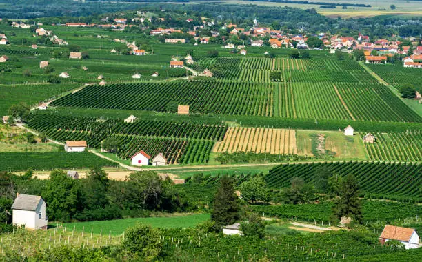 view of Villany vineyards in blocks from the Szarsomlyo hill above with little houses .