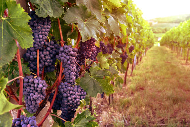 istock winery rows of grape vines with nice sunset colors 1268809472