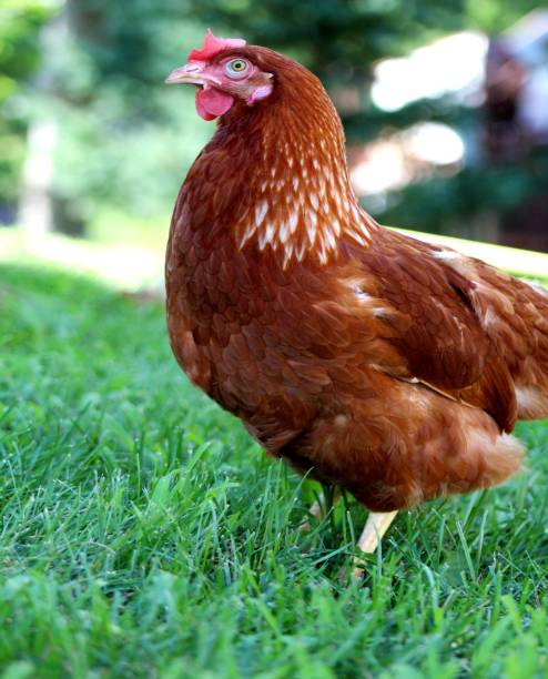 istock A beautiful little red-haired laying hen 1268826385