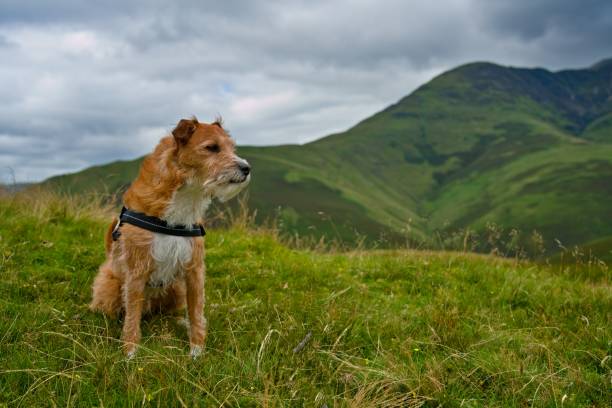 istock Dexter in the fells 1268826390