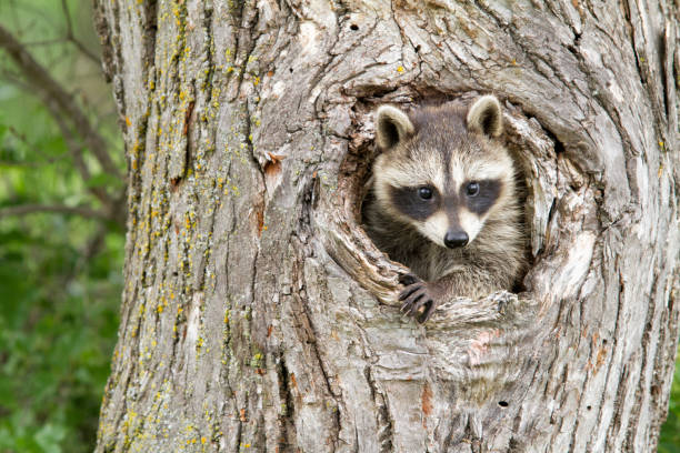 istock Young Raccoon Peeking out of a Hole in a Tree 1268829556