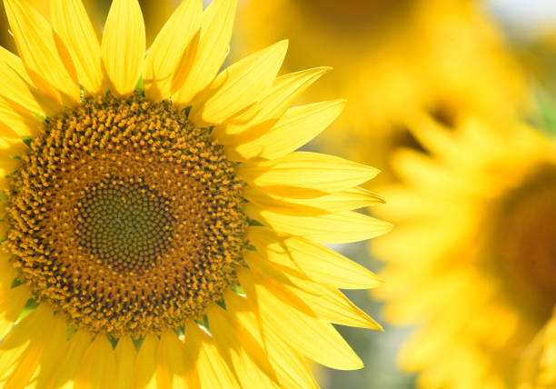 istock A beautiful sunflowers on the field 1268832755