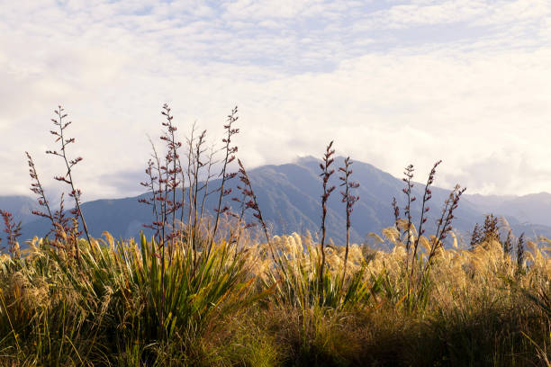 Scenery near Fox Glacier in South Westland, New Zealand