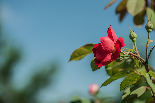 Fully bloom Red camellia flower and leaves isolated on white background. Camellia japonica