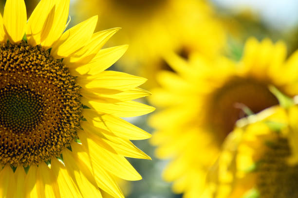 istock A beautiful sunflowers on the field 1268834941