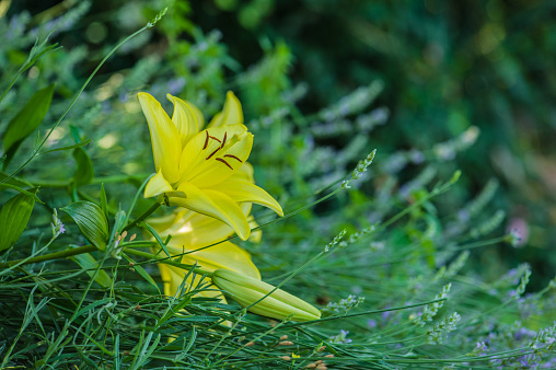 Lemon Day Lily Blooming in Ornamental Garden