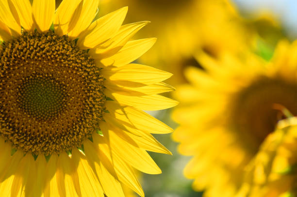 istock A beautiful sunflowers on the field 1268835474