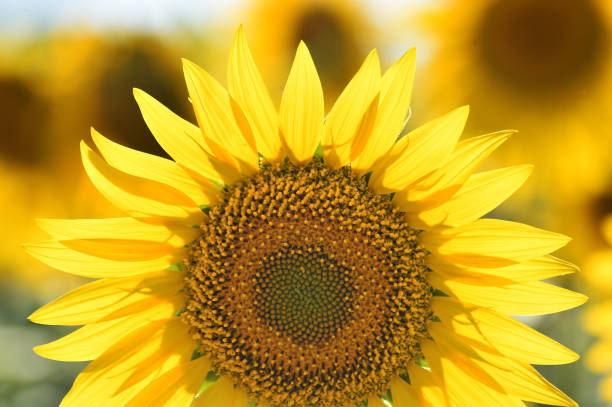 istock A beautiful sunflowers on the field 1268835487