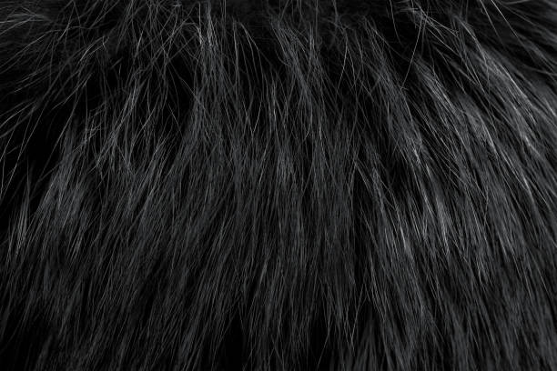 istock Black fur as background. Close up 1268850644