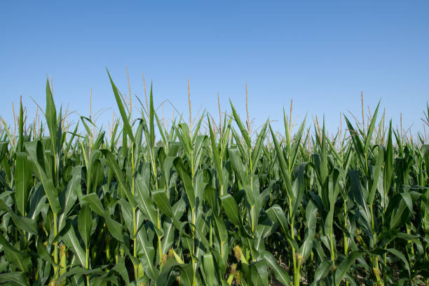 istock row of maize plants 1268861024