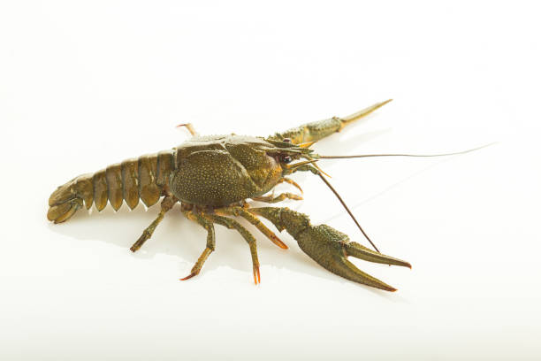 istock raw live crayfish green on white background 1268861611