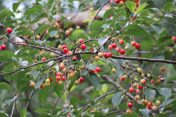 istock Riping cherries in a tree in green and red colors 1268861626