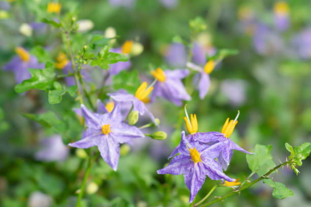 istock Solanum trilobatum L. Blurred background. 1268865586