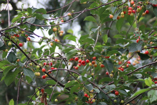 istock Riping cherries in a tree in green and red colors 1268865603