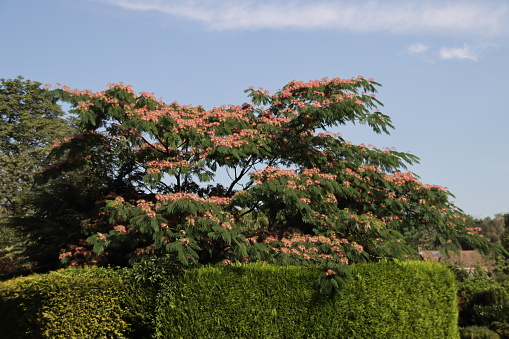 Albizia julibrissin Boubri or Ombrella tree with fluffy pink and white flowers during summer