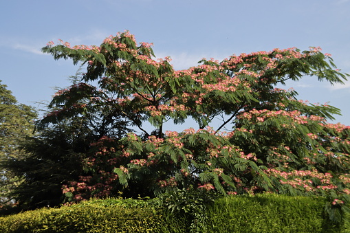 Albizia julibrissin Boubri or Ombrella tree with fluffy pink and white flowers during summer