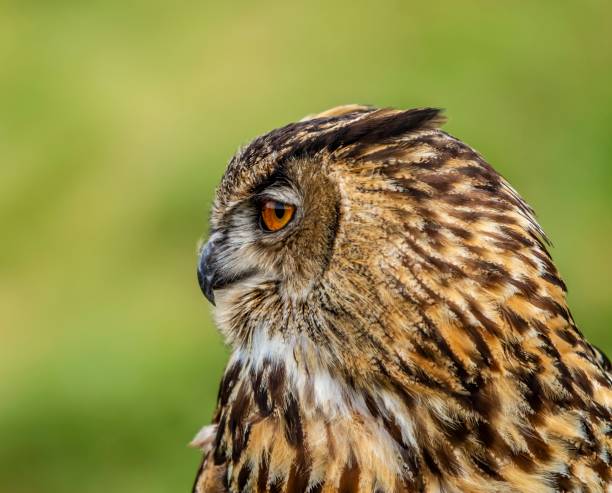 istock Watchful Eyes Of A Predator. 1268874136