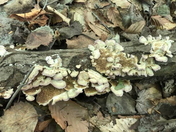 istock Small poisonous mushrooms on a dead tree branch 4 1268874164