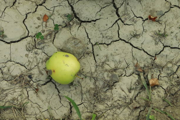 istock green apple on dried soil 1268882059