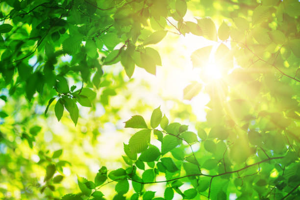 istock New fresh leaves on green spring background 1268884599