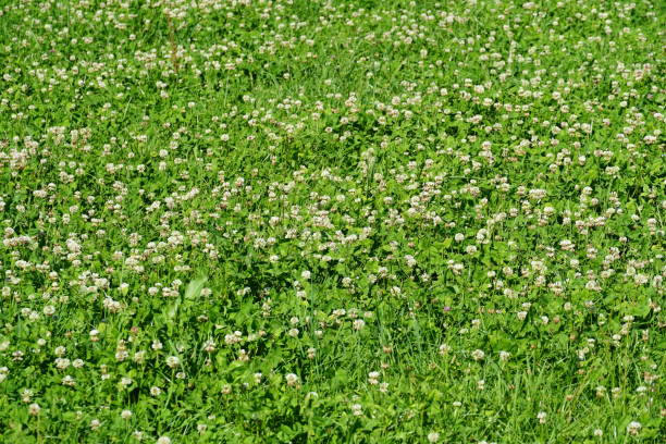 istock White clover or in Latin Trifolium repens surrounded by green grass can be use as background. Picture was taken during summer sunny day in meadow near forest. 1268884851
