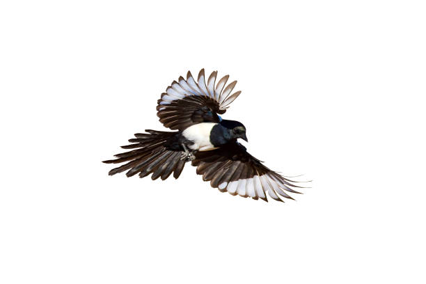 istock Isolated bird. White background. Bird: Eurasian Magpie. Pica pica. 1268884893