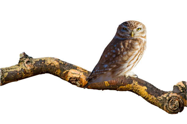 istock Isolated bird. White background. Little owl. 1268885034