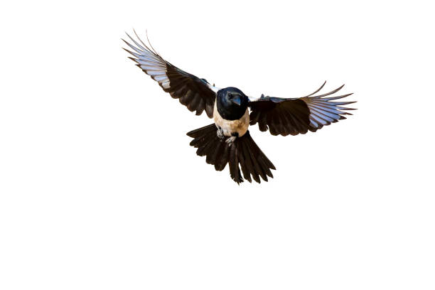 istock Isolated bird. White background. Bird: Eurasian Magpie. Pica pica. 1268888371